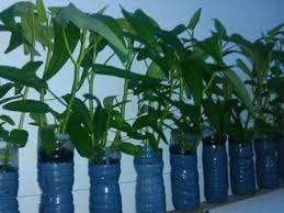 Letakkan botol bekas ini di tempat yang tidak terkena hujan, tetapi memperoleh sinar matahari yang cukup; Cara Menanam Hidroponik Kangkung Dengan Botol Bekas Dengan Mudah Dirumah Faunadanflora Com