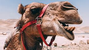 Suitable for even young children, these ships of the desert will take you on a guided tour of the area and may even venture into the water. Where To Go Camel Riding In Nsw Ellaslist