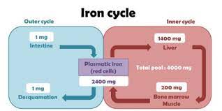 Difference Between Iron And Ferrous Sulfate Difference Between