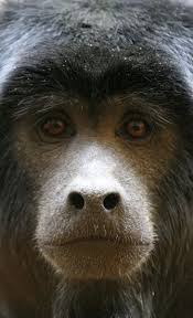 Monkey Facts Animal Facts Encyclopedia