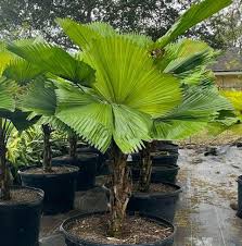 Image result for Licuala grandis