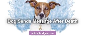 Loving god, our beloved pet and companion, _, is on his/her final journey. Dog Sends Message After Death
