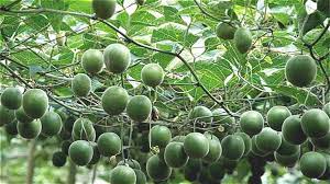 Buy fresh fruit from the tree to your doorstep, anywhere in nz. Australia And New Zealand Set For Retail Sales Of Monk Fruit Sweetener By 2019