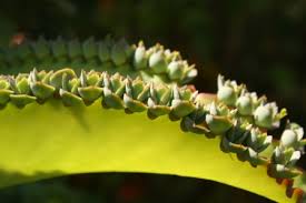 Apr 09, 2001 · mother nature's medicine cabinet. Mother Of Thousands Big Momma Kalanchoe Indoor Plants Almost Eden