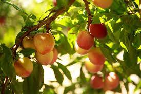 We can help you decide on your best tree options based on your current climate situation as well as the type of fruit desired. Before You Plant Your Own Fruit Trees And You Really Should Explore The Options Growing All Around You The Seattle Times