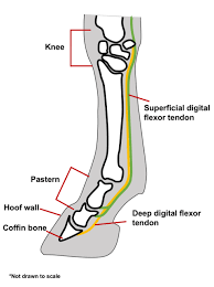 Suspensory ligament, inferior check ligament, deep digital flexor tendon and the superficial digital flexor tendon. Bowed Tendons In Horses