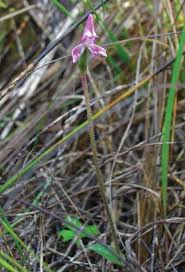 Image result for Disperis sp. nov. aff. macowanii