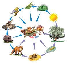 Freepermaculture Course What Is An Ecosystem Ecosystems Permaculture Design Course Permaculture