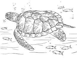 Aug 08, 2020 · a complete site map to the 110+ pages is available, but the basics are summarized here. Fantastic Sea Turtle Coloring Pages Printable Free Coloring Sheets Turtle Coloring Pages Animal Coloring Pages Sea Animals