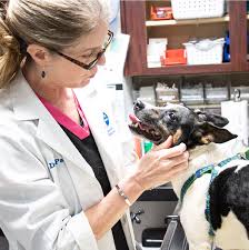 Serving pets in the neighborhoods of zilker park, bouldin. Veterinarian In Austin Tx Am Pm Animal Hospital