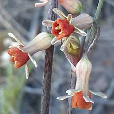 Image result for Tulbaghia alliacea
