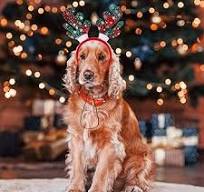 3 Pack Christmas Pet Headbands Christmas Headbands for Dogs Christmas  Headbands for Cats and Puppies