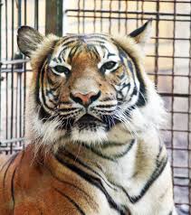Any photo taken at dortmund zoo! Im Dortmunder Zoo Herrscht Baubetrieb Keine Zukunft Fur Die Tiger Dortmund City