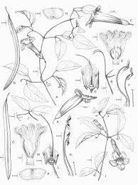 Image result for Dolichandra