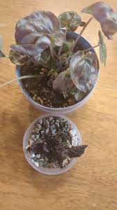 Image result for Bidens pinnatipartita