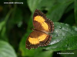 Image result for Tarenna junodii