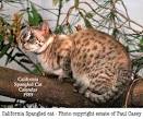 Category:Extinct cat breeds - Wikipedia