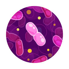 Image result for Mycobacteria