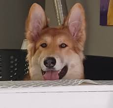 Xena Mamacita Warrior Princess ✨ My beautiful German Shepherd gal 🩷 I  rescued her from Puerto Panasco, Mexico in December 2023. She is so smart  loving and affectionate. I simply adore her.