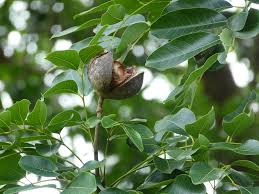 Image result for Khaya