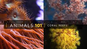 Coral Reefs 101