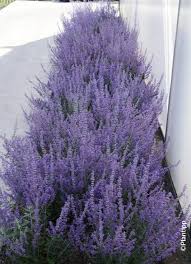 Image result for Perovskia atriplicifolia lacey blue lisslitt photo
