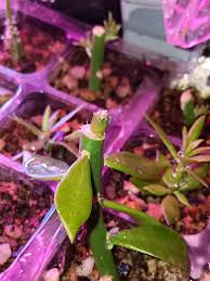 Image result for Loxodera caespitosa