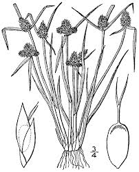 Image result for Kyllinga pumila