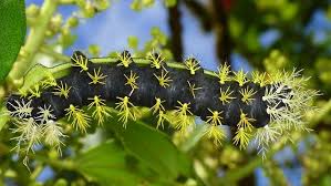 Black And Red Spiky Caterpillar Spiny Caterpillar Leucanella Lynx Saturniidae Caterpillar Creatures Caterpillar Insect