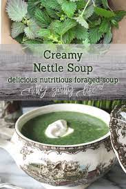 Foraged Foods Creamy Nettle Soup Recipe Nettle Soup Nettle Recipes Foraged Food