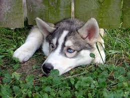 Do siberian husky jump fences? Husky Jumping Fence Off 70 Www Usushimd Com