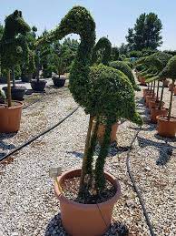 Shop them on better homes & gardens. Pelican Topiary Tree Ligustrum Jonandrum Buy Uk