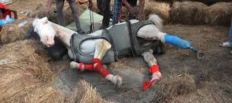 disappearing horse statue