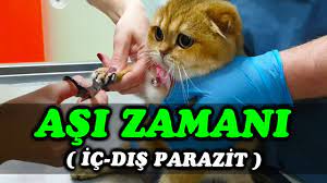 kedimiz evde 5 gun yalniz kaldi youtube