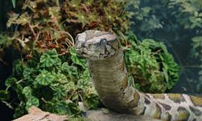 The snake harry rescued from the zoo was a constructor boa and it specifically said so and also, he was brazilian, but was bred in captivity, which means he never left the zoo before harry saved. Friday Flashback 188 Ex Si