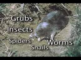 Este vorba despre cartita cu nas stelat (condylura cristata) al carei nas are un inel din 22 de tentacule roz, cu care detecteaza sub apa larvele si alte mici animale. Solutii Anti Cartite Solutii Impotriva Cartitelor Scapa De Cartite Youtube