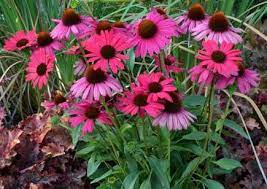 Echinacea Dixie Belle Size Ht W Fl Ht 16 20 24 Finish Time Medium Bloom Time S June July August September Echinacea Plants Fall Plants