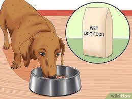 How To Cure Frequent Dog Vomiting 11 Steps With Pictures