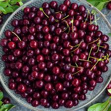 Other plants are priced in their descriptions. Fruit Trees For Sale Shop Fruit Plants Online Gurney S