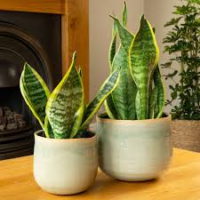 Image result for Sansevieria trifasciata