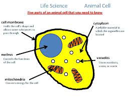 Jul 04, 2020 · 2) centrosomes. Life Science Animal Cell Five Parts Of An