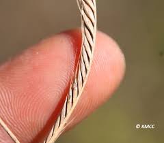 Image result for Enteropogon monostachyos