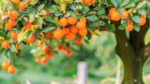 You need to keep removing these suckers or they will take energy from your tree. Pruning Citrus Trees Learn The Best Time And Tools Family Garden Life