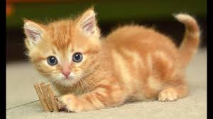 Cat Lovers