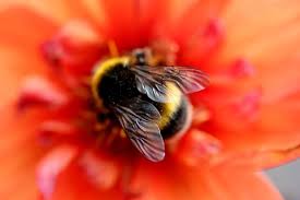 They can also be found in new zealand and tasmania. 28 Types Of Bees And Wasps Explained With Bee Hive Hierarchy