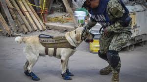 This pin was discovered by algery gutierrez. El Libro Para Colorear Que Recoge A Todos Los Perros Heroes Del Terremoto De Mexico