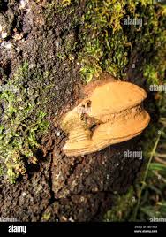 Image result for Phellinus gilvus