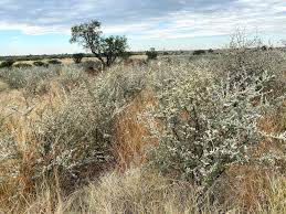 Image result for Catophractes alexandri