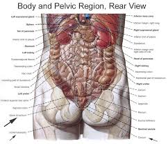 The pain from pancreatitis may start in your upper abdomen and radiate to your lower back. Anatomy Of The Pudendal Nerve Health Organization For Pudendal Education Human Body Organs Human Body Science Human Organ Diagram