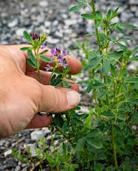 Image result for Medicago sativa